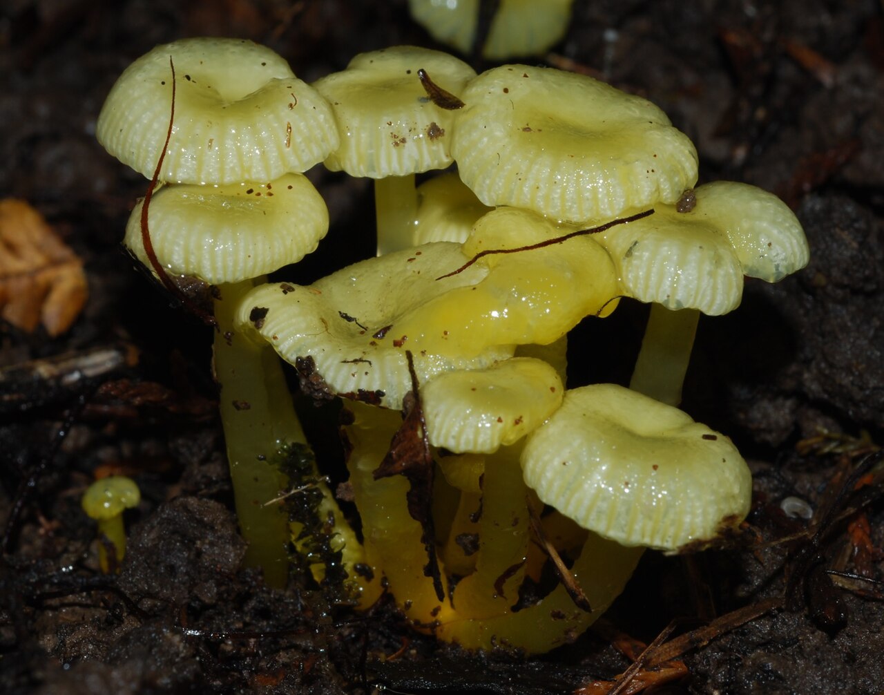 Side view of a dense cluster of Gliophorus chromolimoneus showing slimy striate caps and translucent yellow stems