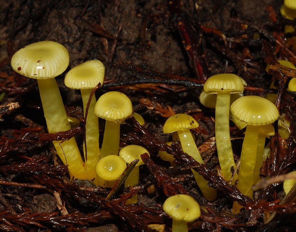 Multiple small Gliophorus chromolimoneus fruiting bodies emerging from leaf litter and conifer needles in New Zealand forest