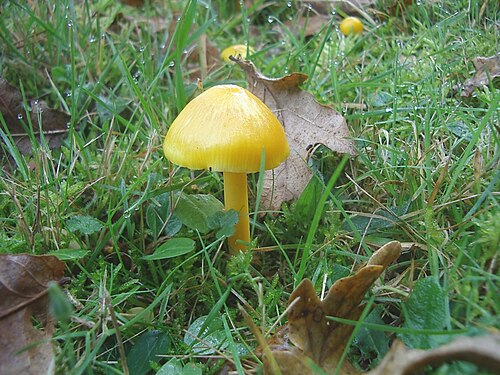 Golden Waxcap (Hygrocybe chlorophana)