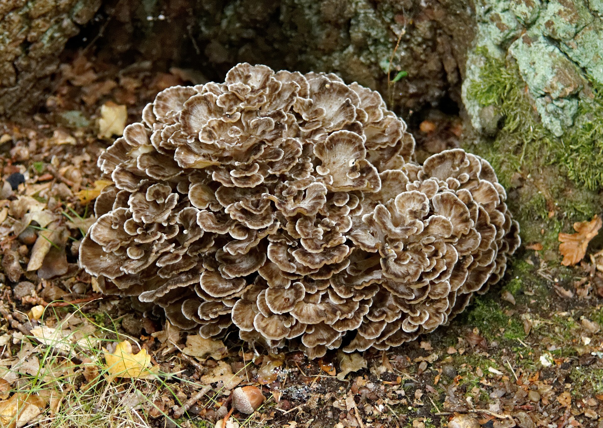 Hen of the Woods (Grifola frondosa)