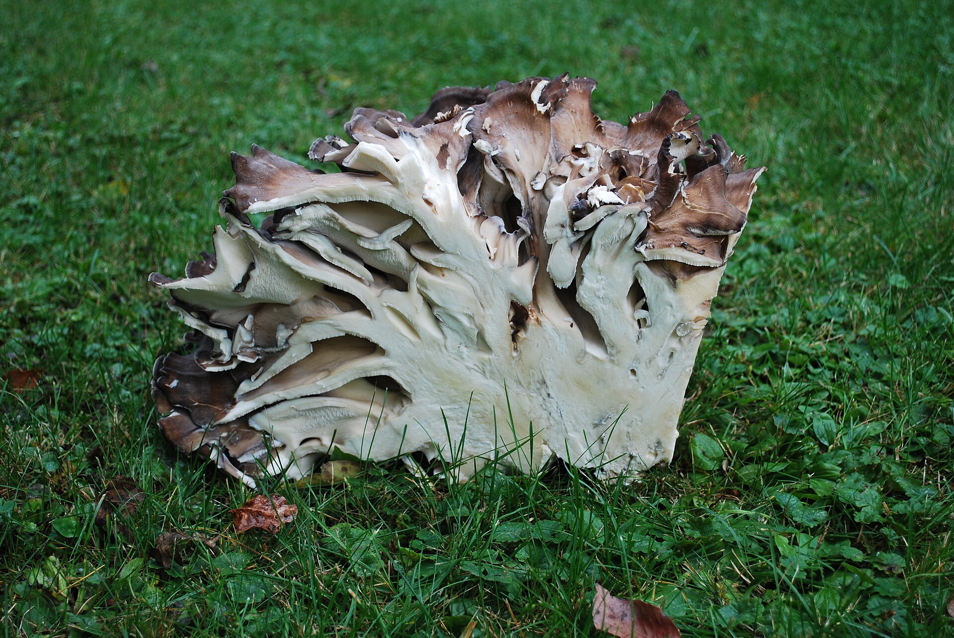Hen of the Woods cross section