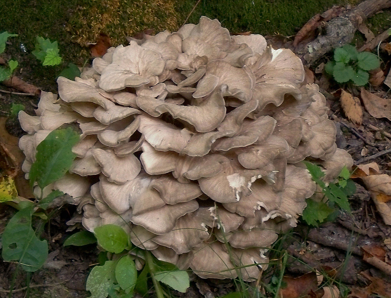 Hen of the Woods (Grifola frondosa)