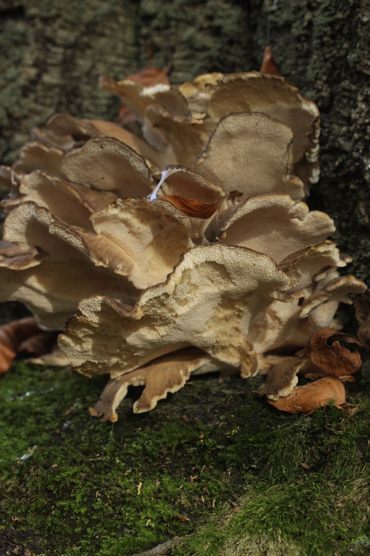 Hen of the Woods cluster with warm creamy-tan caps at tree base