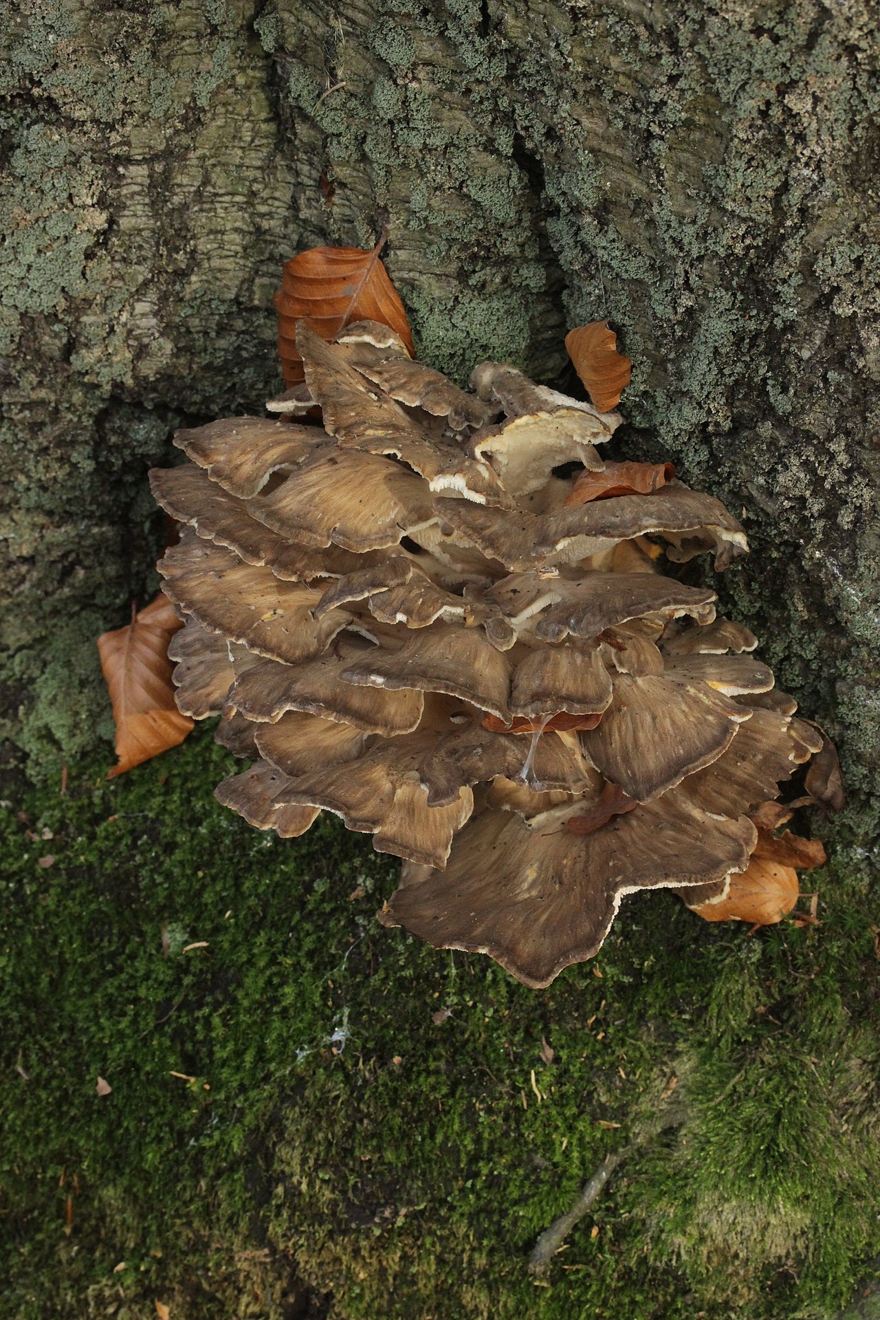 Hen of the Woods growing at oak tree base showing natural habitat