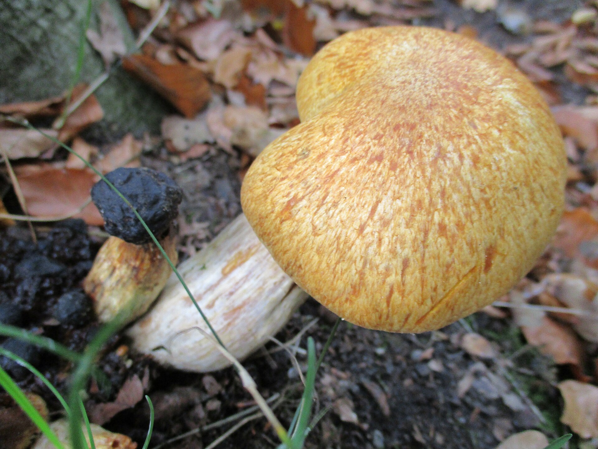 Spectacular Rustgill (Gymnopilus junonius) wild specimen
