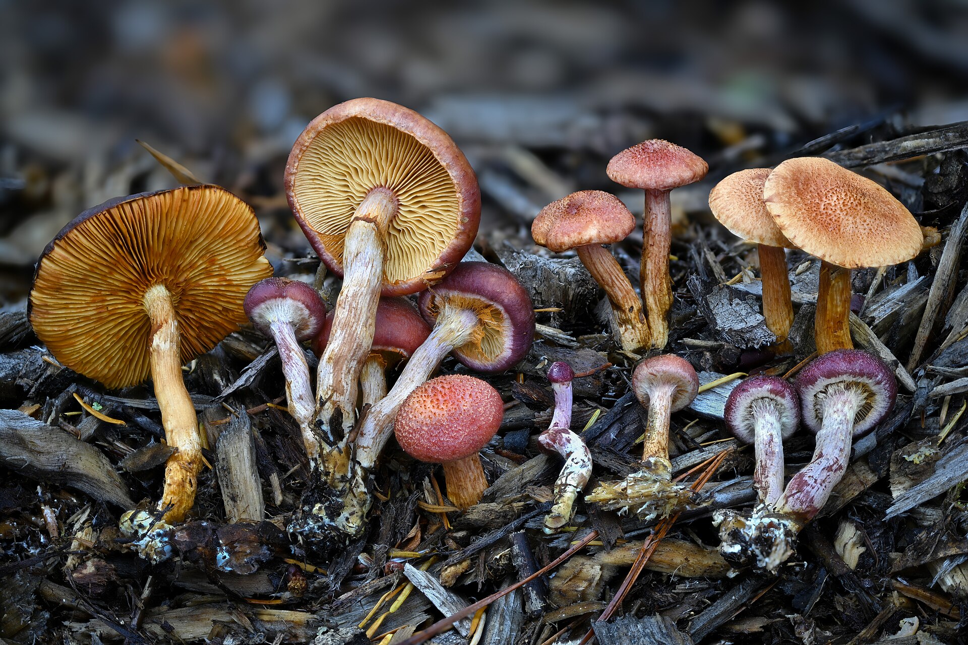 Yellow-gilled Gymnopilus (Gymnopilus luteofolius) wild specimen