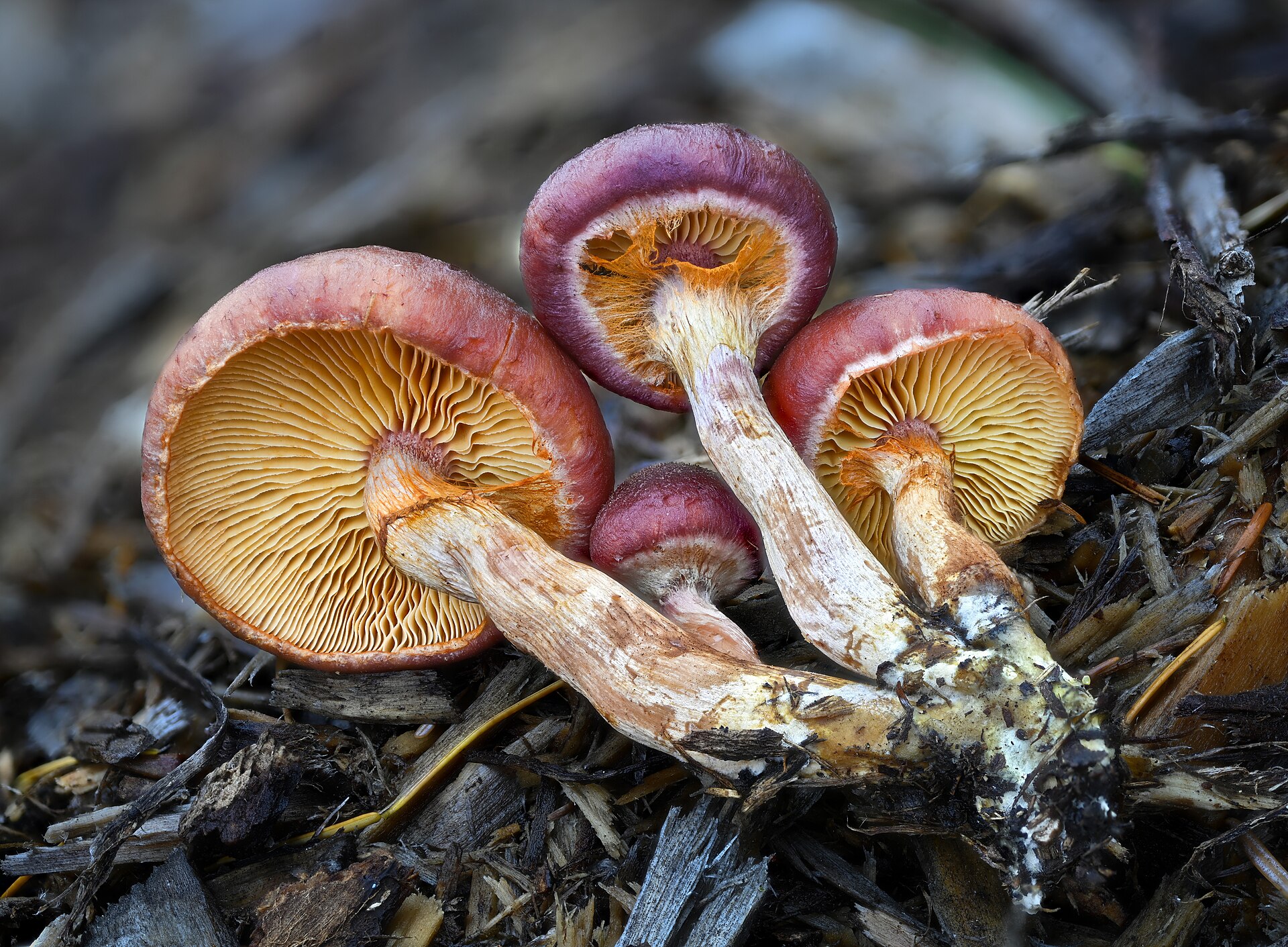 Yellow-gilled Gymnopilus underside showing gill structure