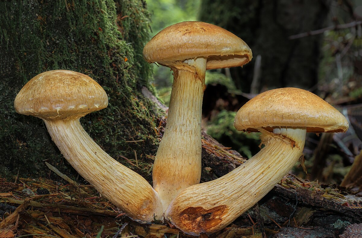 Three Gymnopilus viridans specimens growing at the base of a mossy conifer trunk in Pacific Northwest forest