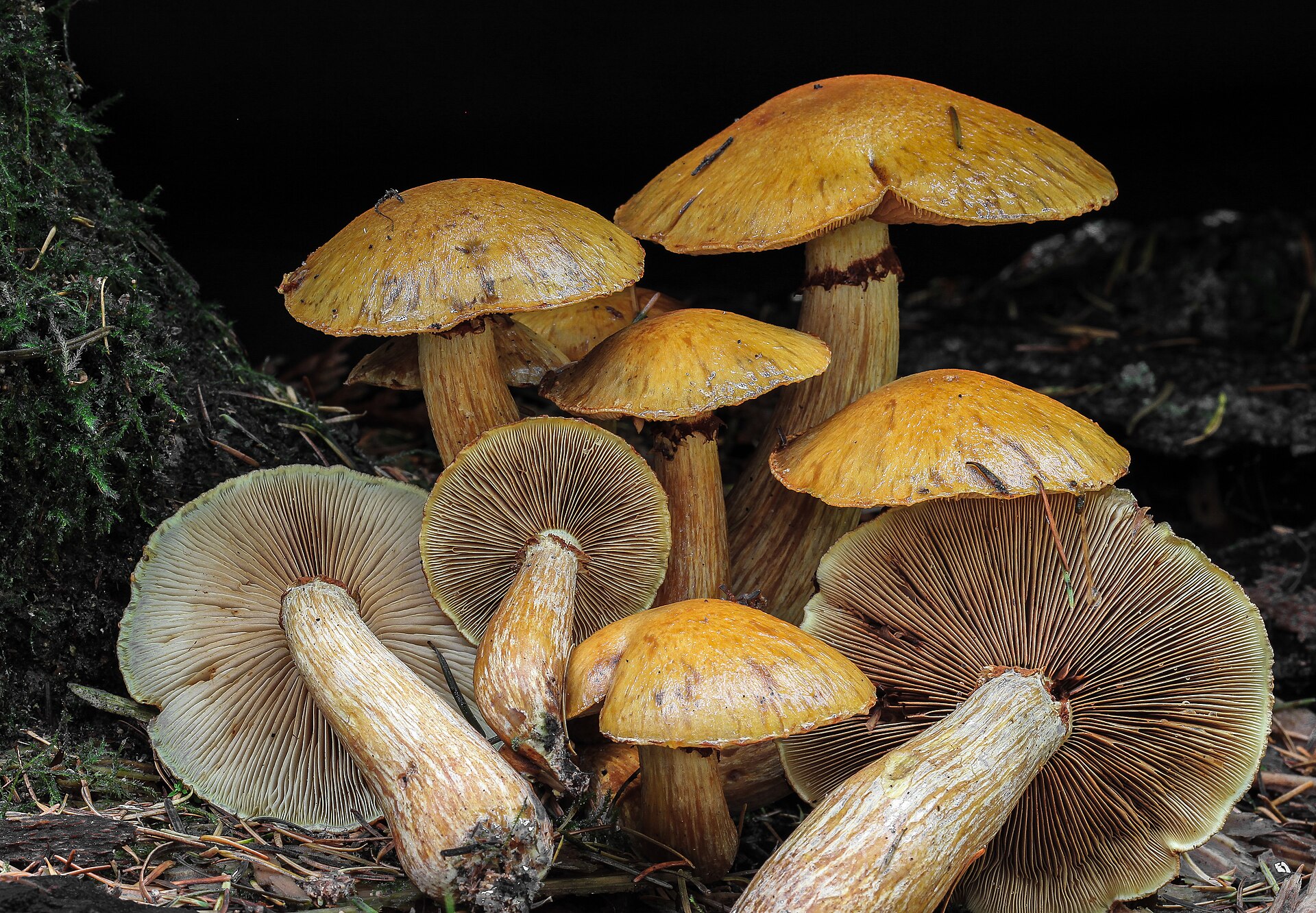 Cluster of Gymnopilus viridans showing gill detail with rusty orange spore deposits on upturned caps