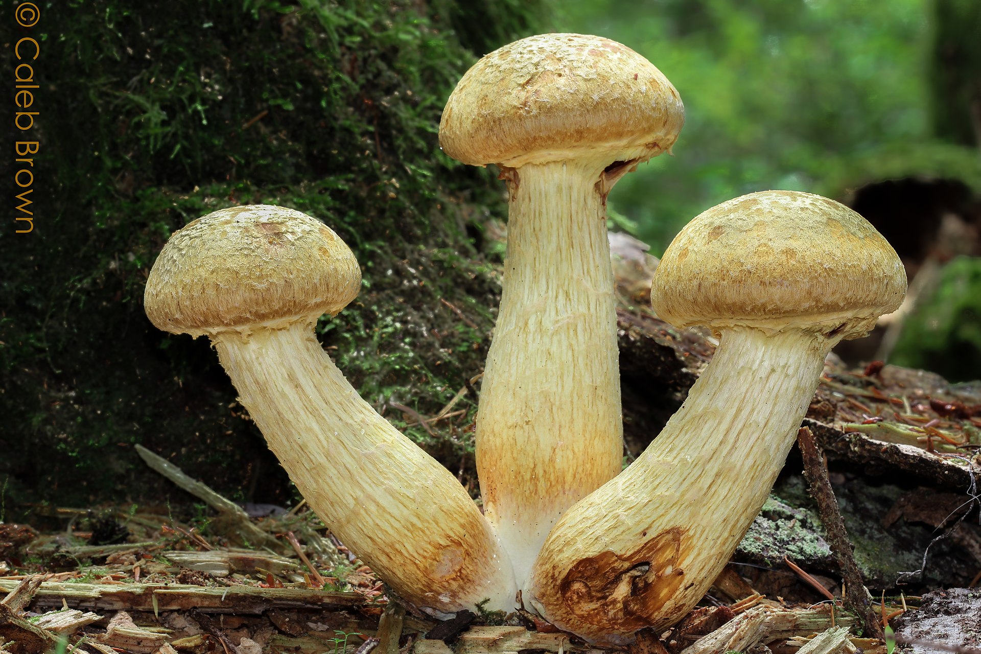 Young Gymnopilus viridans specimens emerging from decaying conifer wood debris