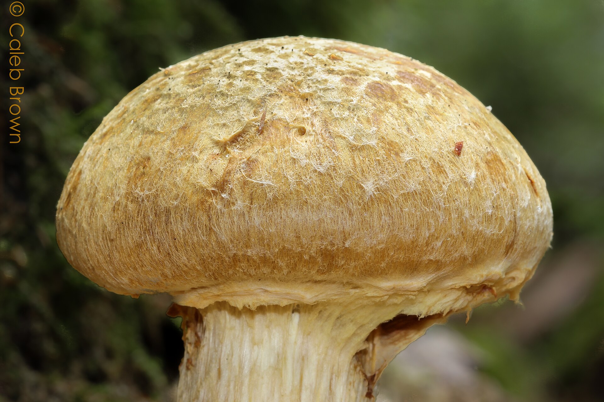 Gymnopilus viridans stem base cross-section showing yellow flesh and fibrous texture