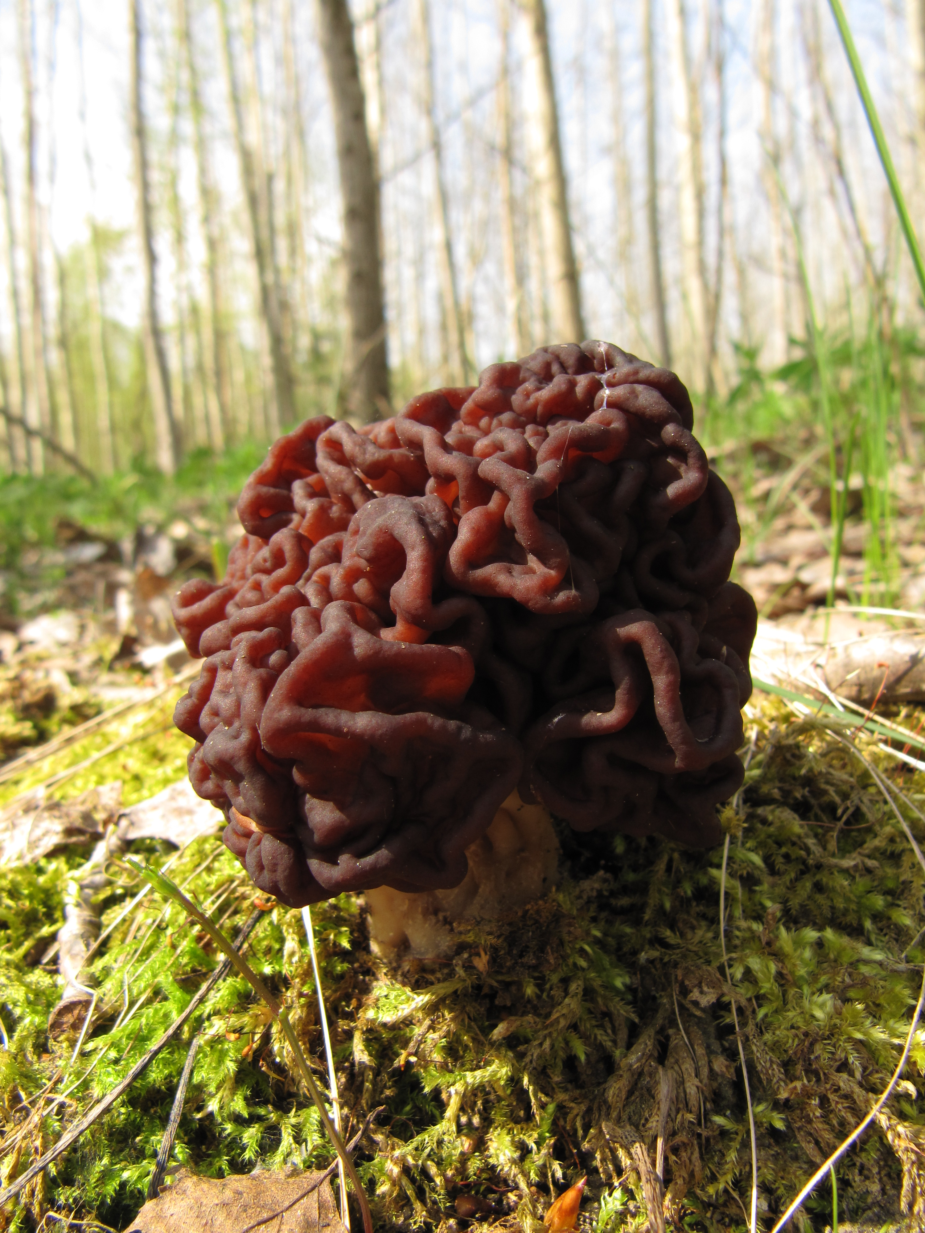Gyromitra esculenta growing among leaf litter and pine needles on sandy soil
