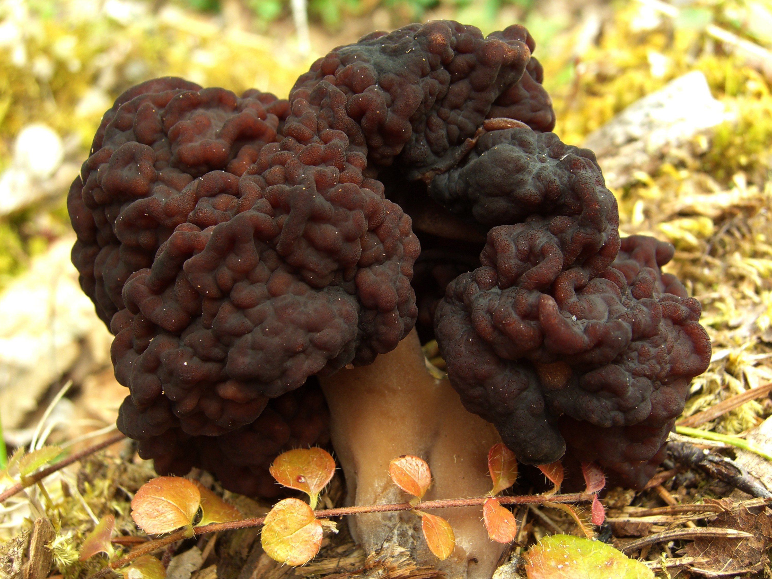 Side view of False Morel showing brain-like cap perched on short white stem