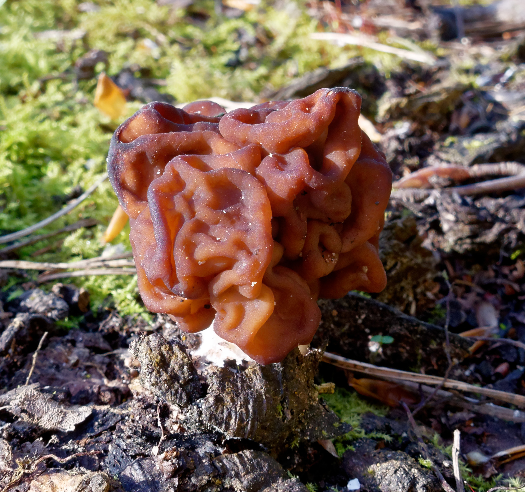 False Morel cap detail