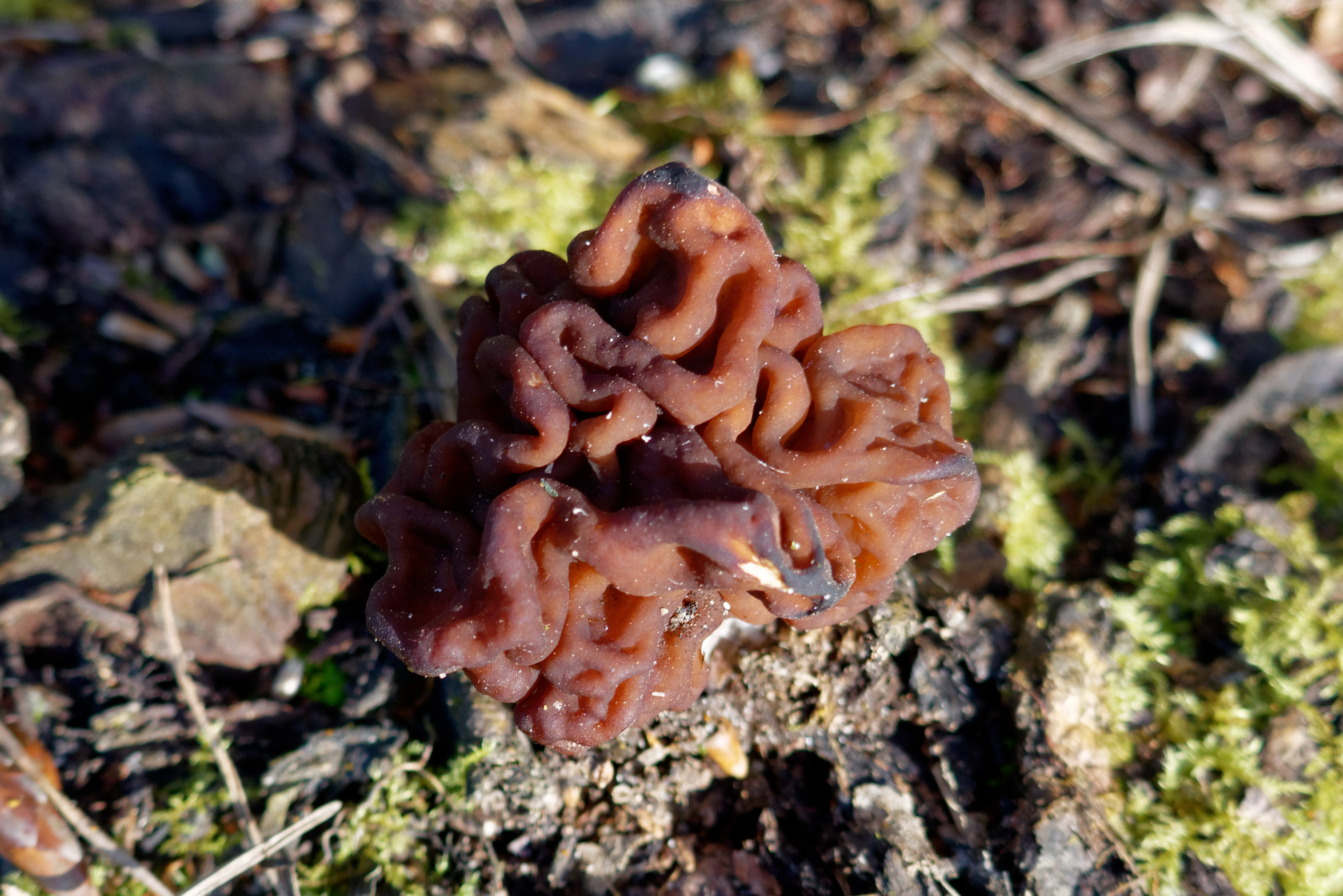 False Morel gills detail
