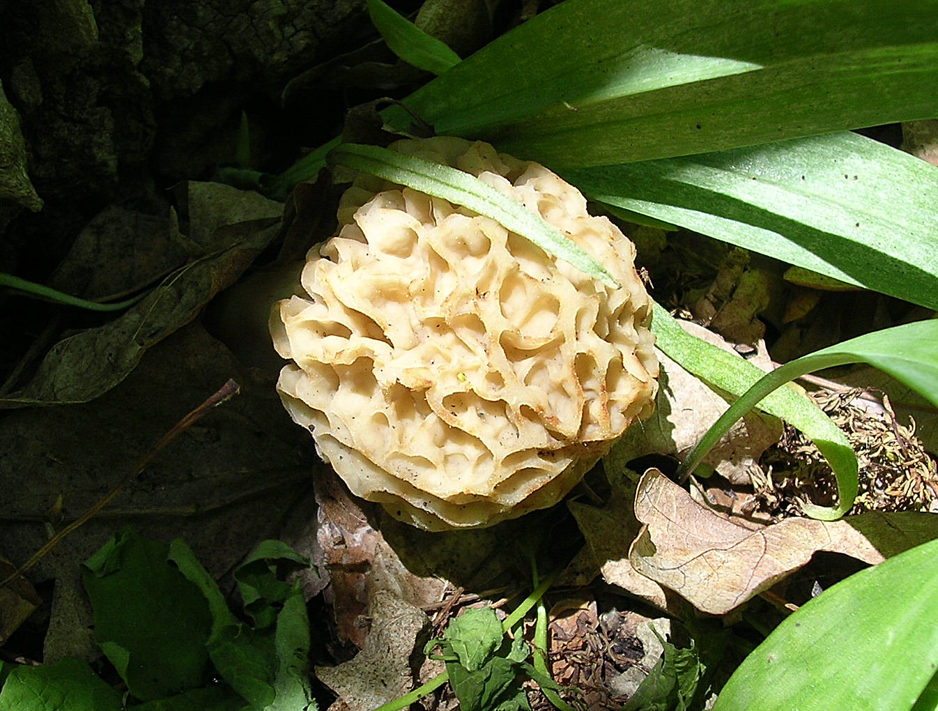 True Morel (Morchella esculenta)