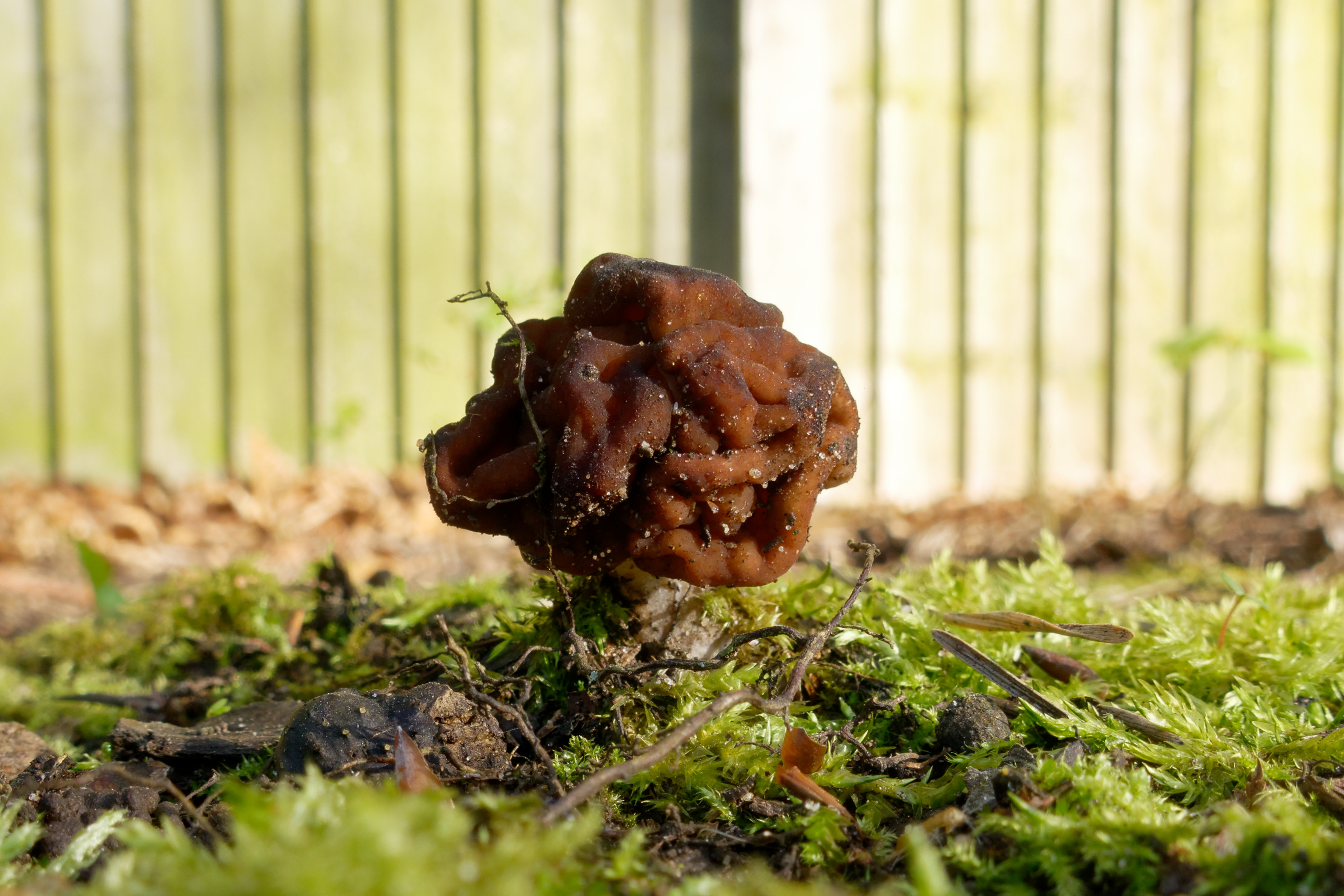 False Morel stem and base detail