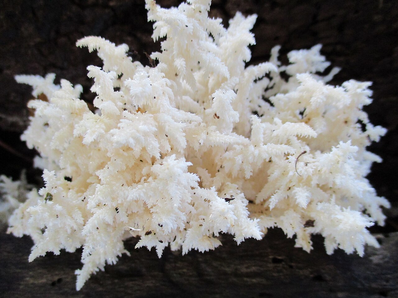 Coral tooth fungus growing on fallen dead hardwood trunk in mature deciduous forest