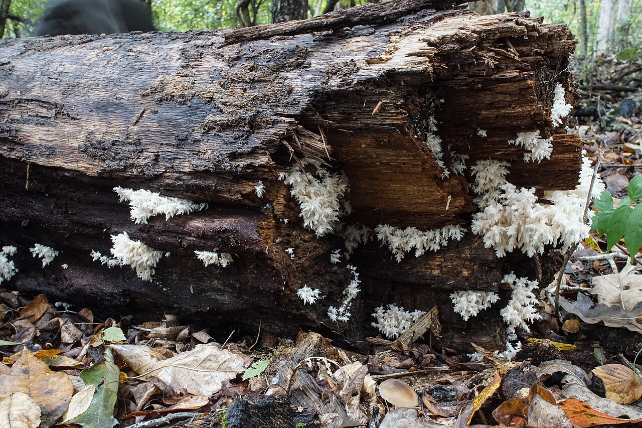 Close-up of Hericium coralloides showing rows of hanging white teeth along branching arms
