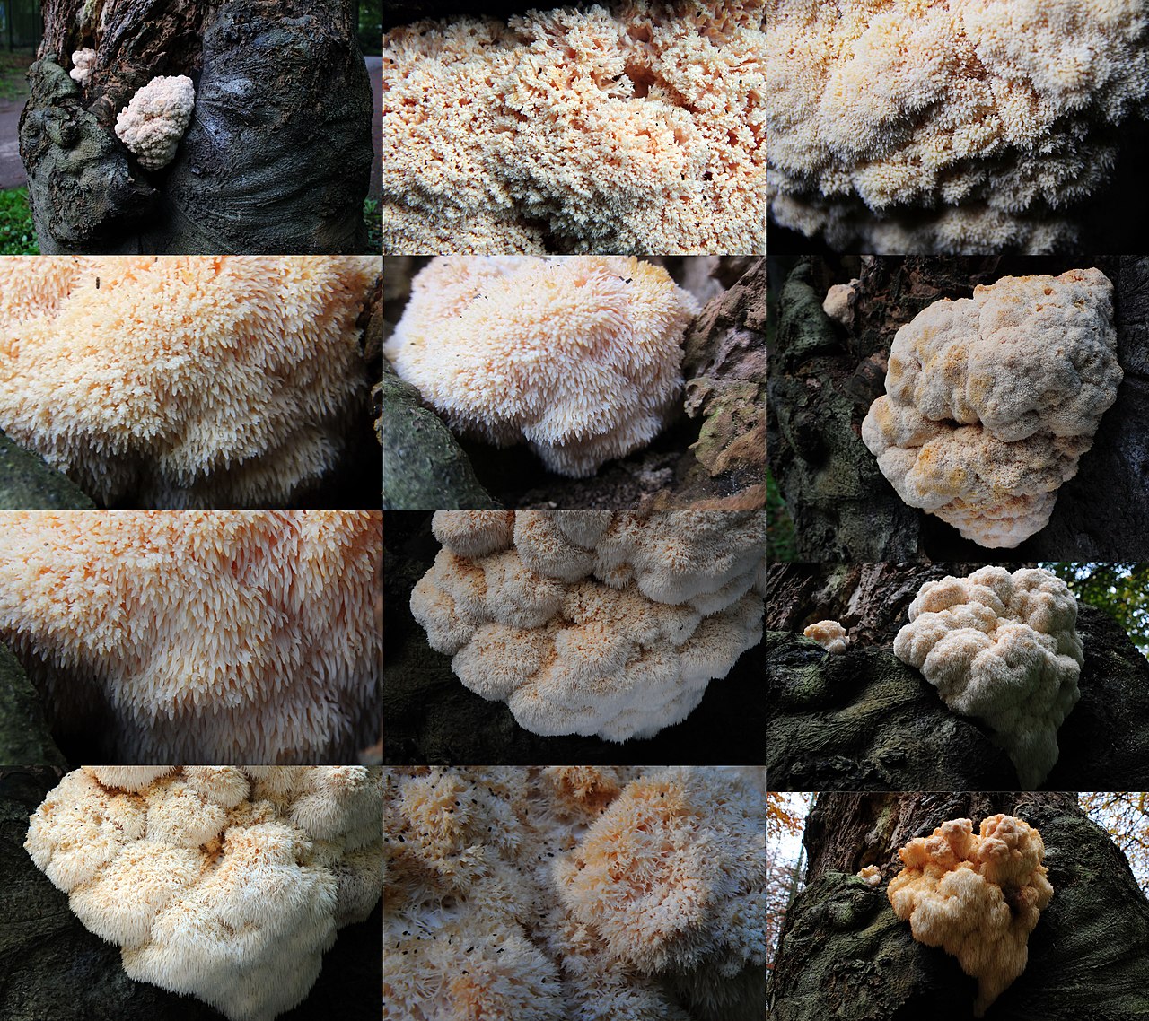 Young Hericium coralloides specimen showing pure white coloration and compact branching