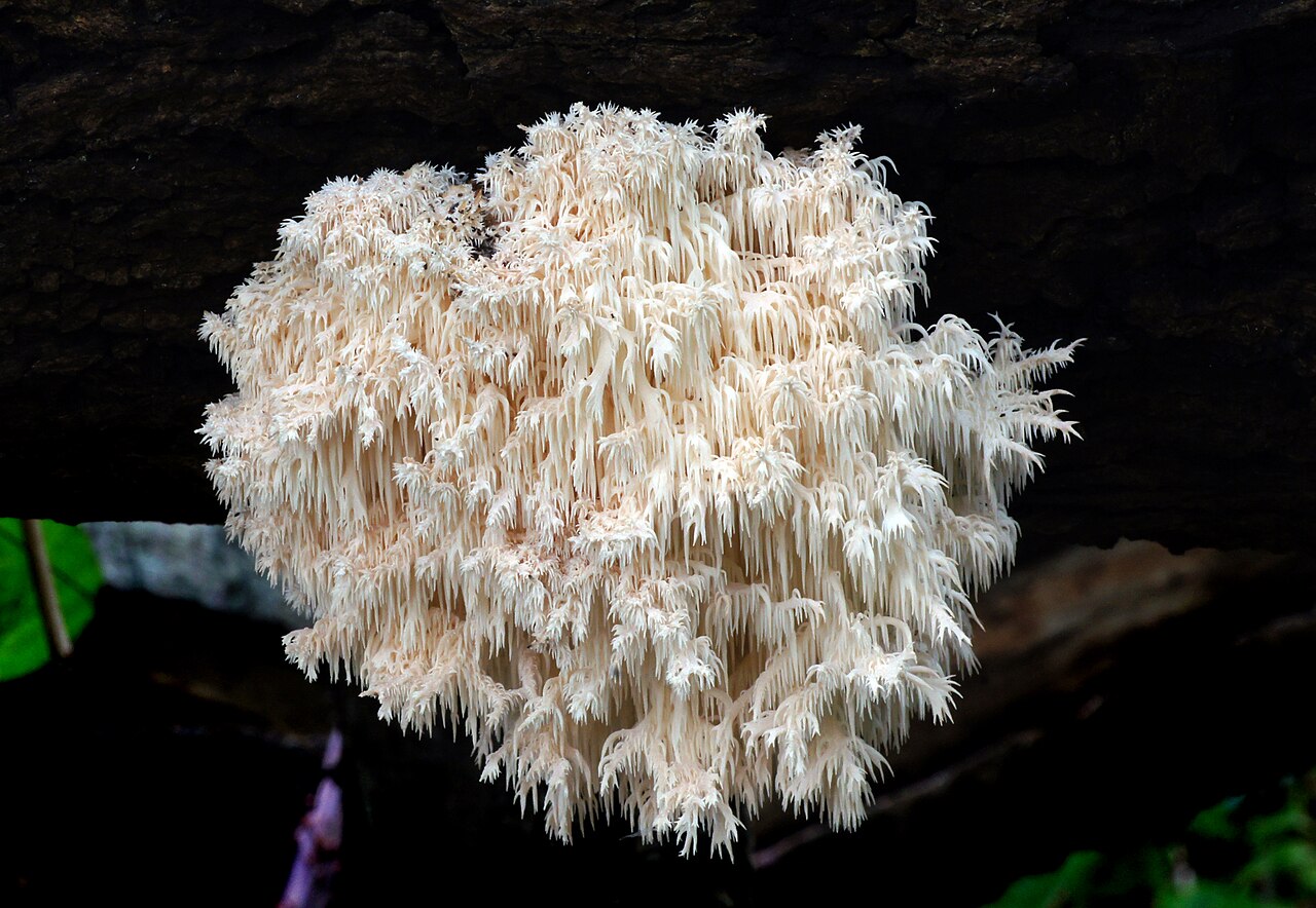 Large mature coral tooth fungus showing slight yellowing on aging branches