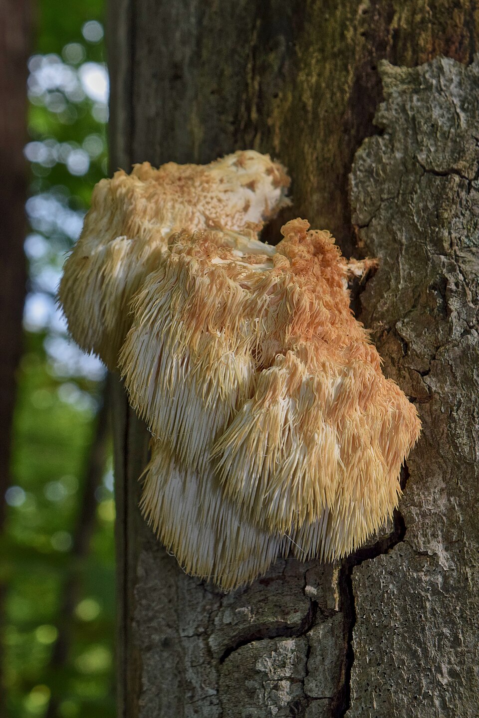 Bear's Head Tooth (Hericium americanum)
