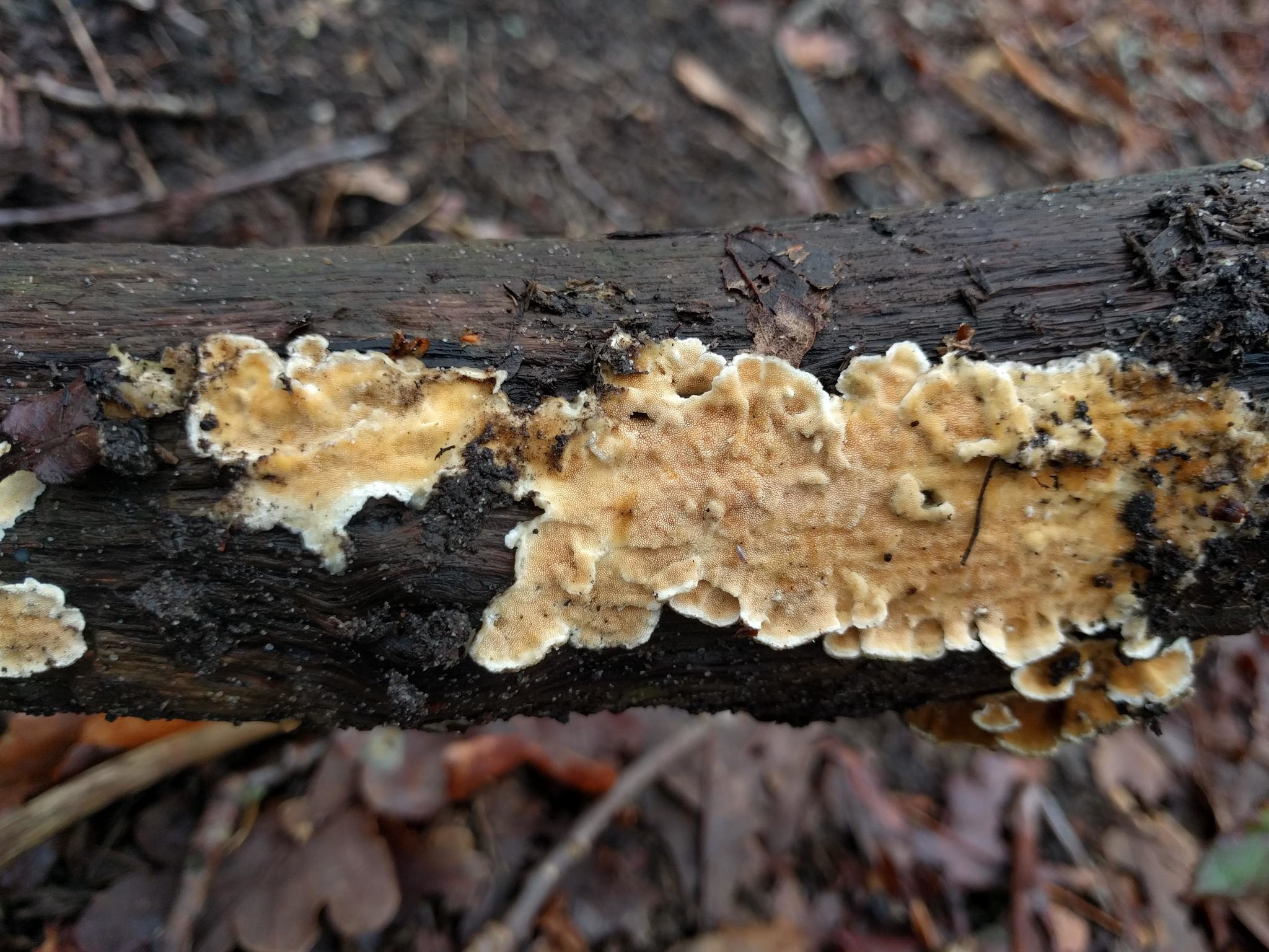 Ochre Spreading Tooth (Steccherinum ochraceum)