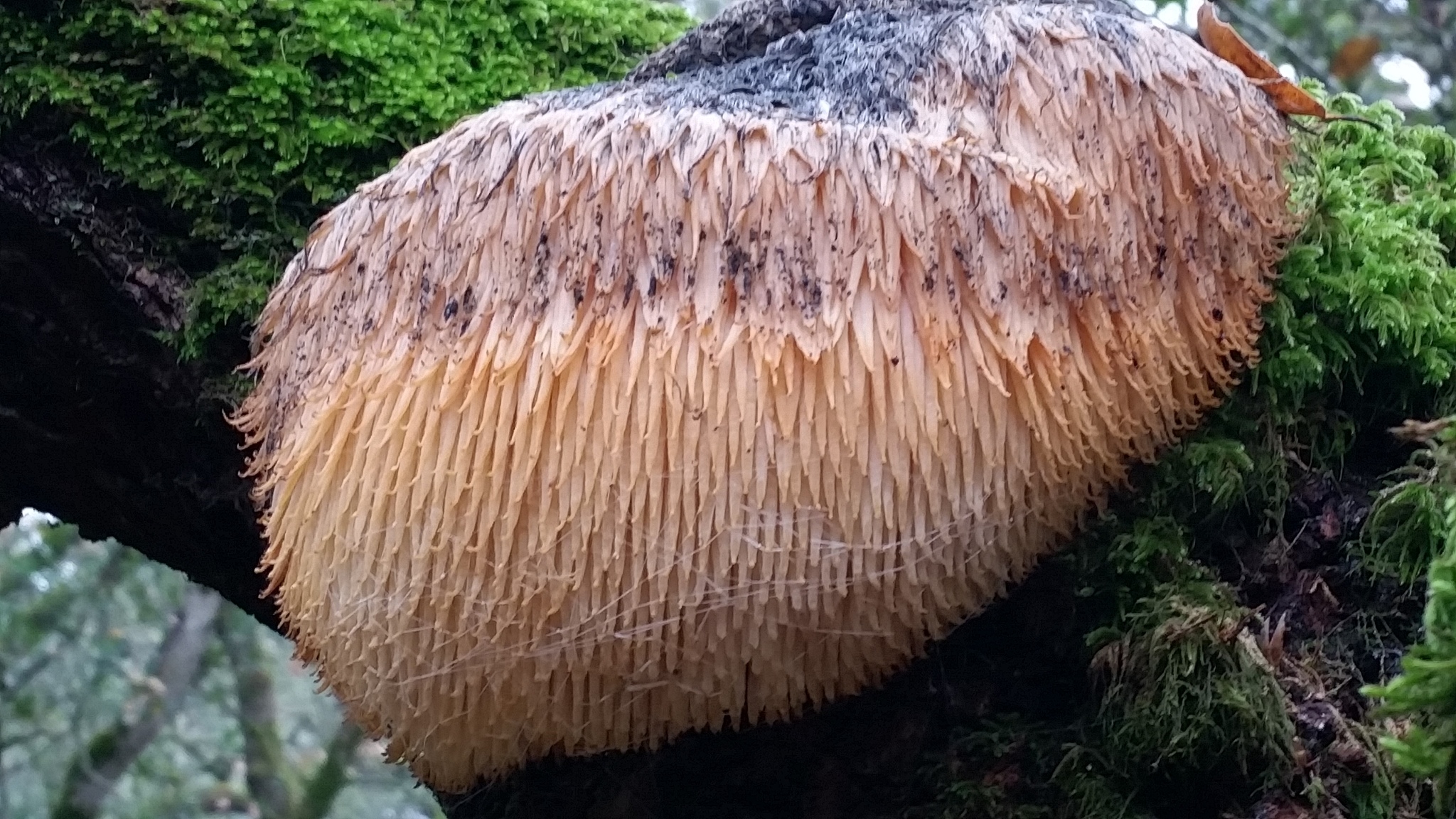 Close-up of Lion's Mane showing white hanging spines and texture