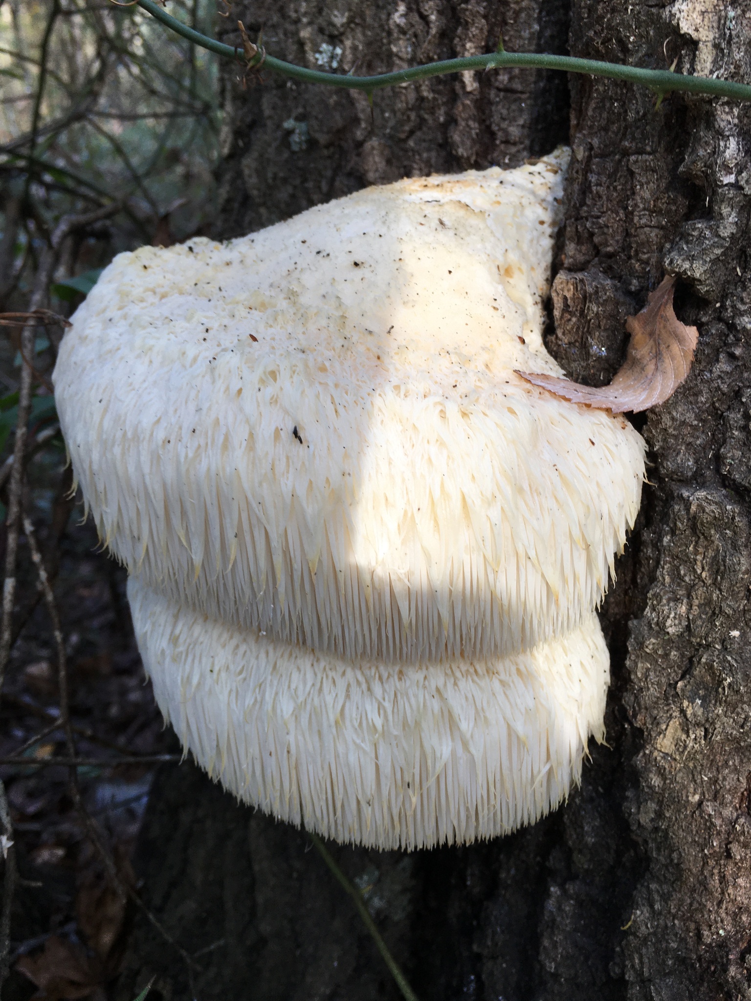Mature Lion's Mane mushroom with elongated white spines on tree bark