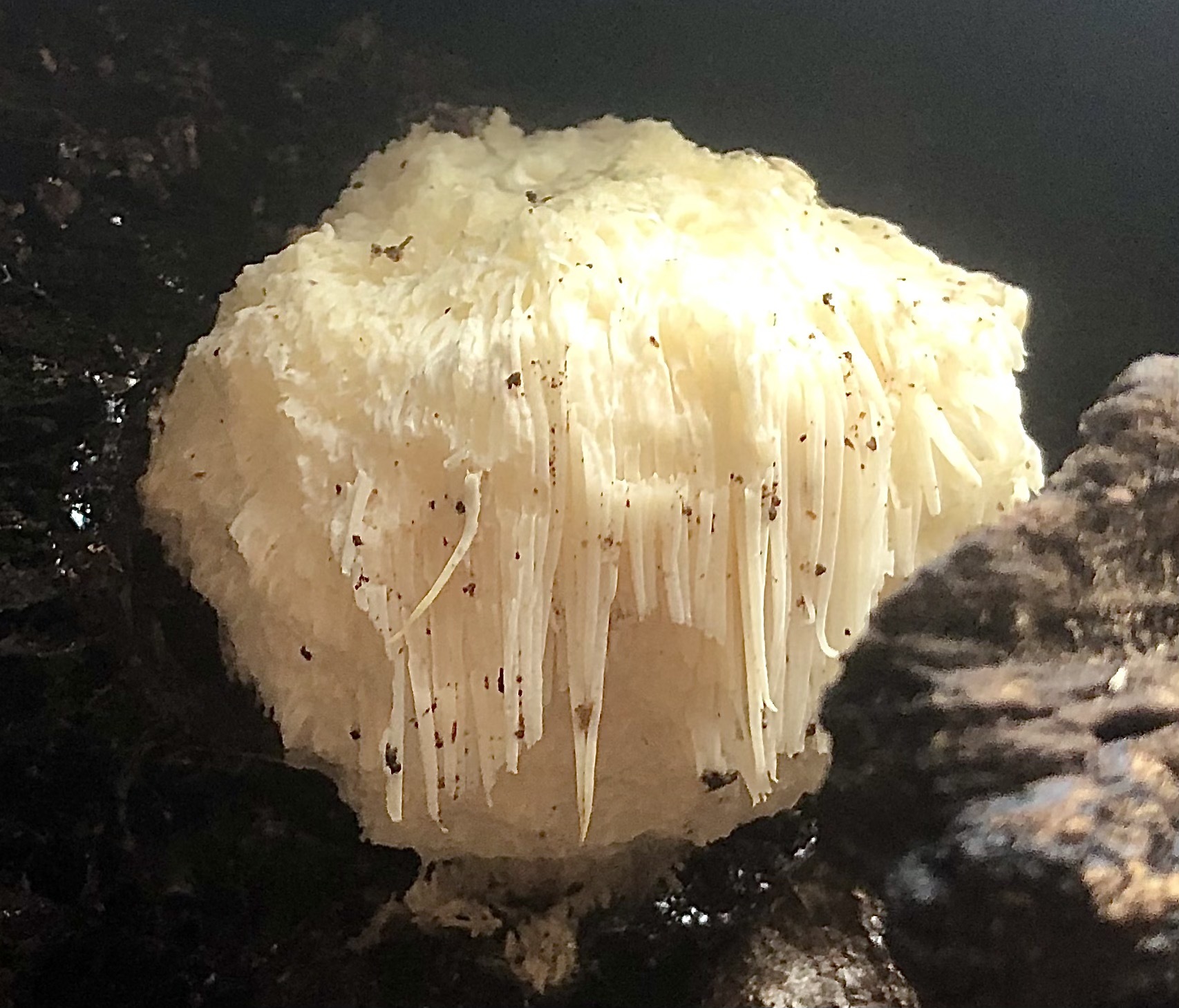 Lion's Mane cap detail