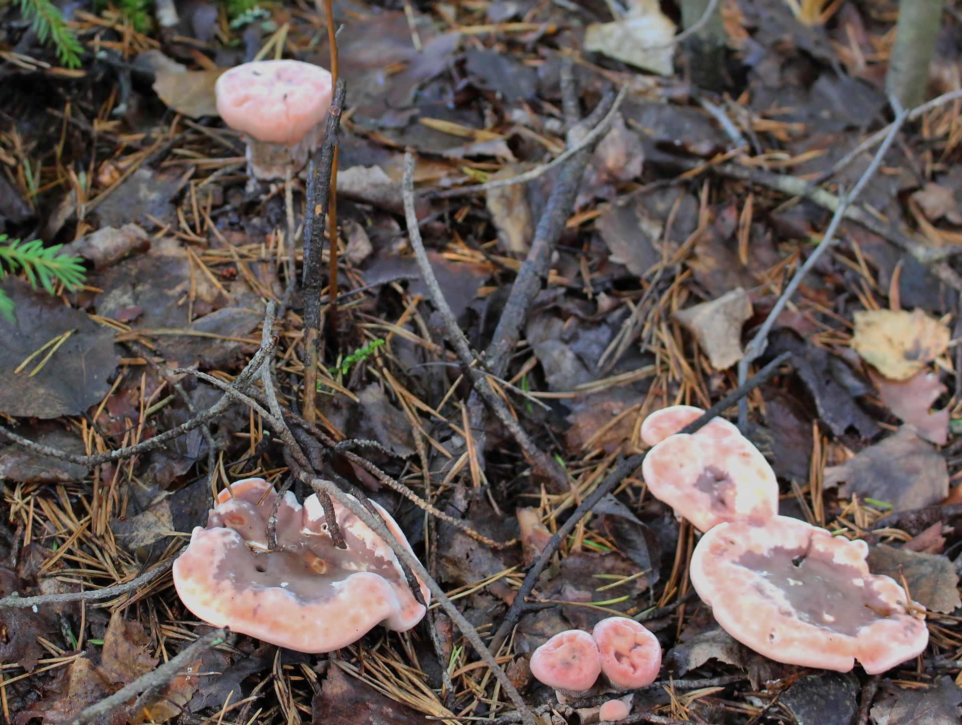 Bleeding Tooth Fungus (Hydnellum peckii) wild specimen
