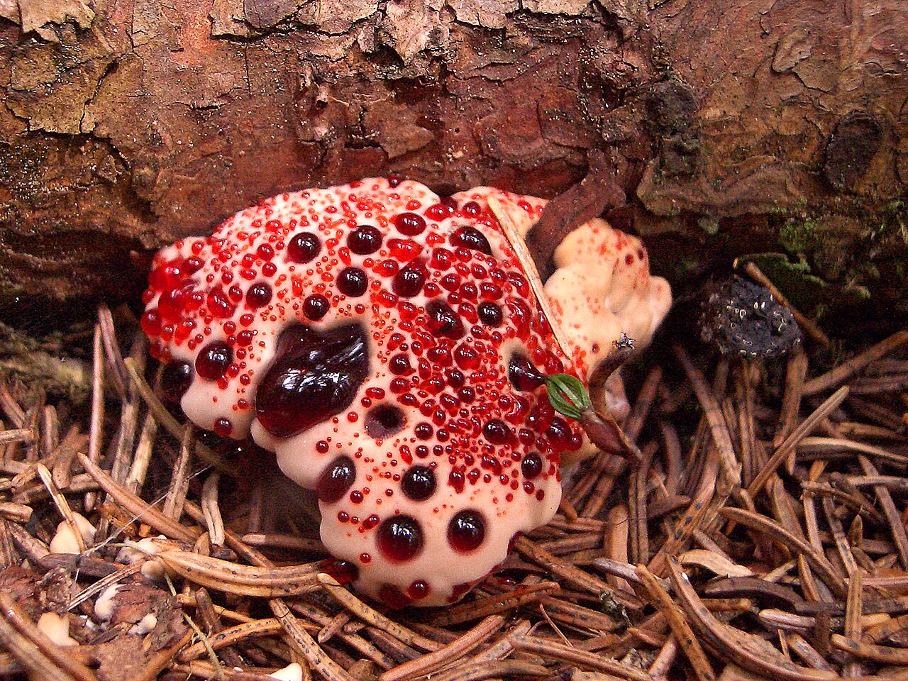 Bleeding Tooth Fungus (Hydnellum peckii) wild specimen