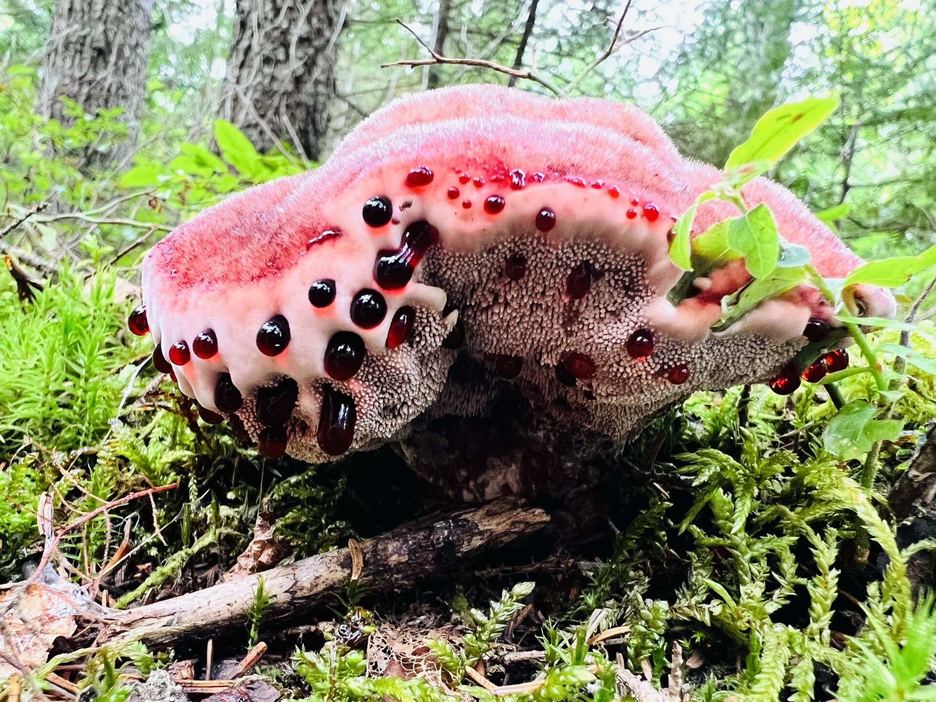 Bleeding Tooth Fungus (Hydnellum peckii) wild specimen