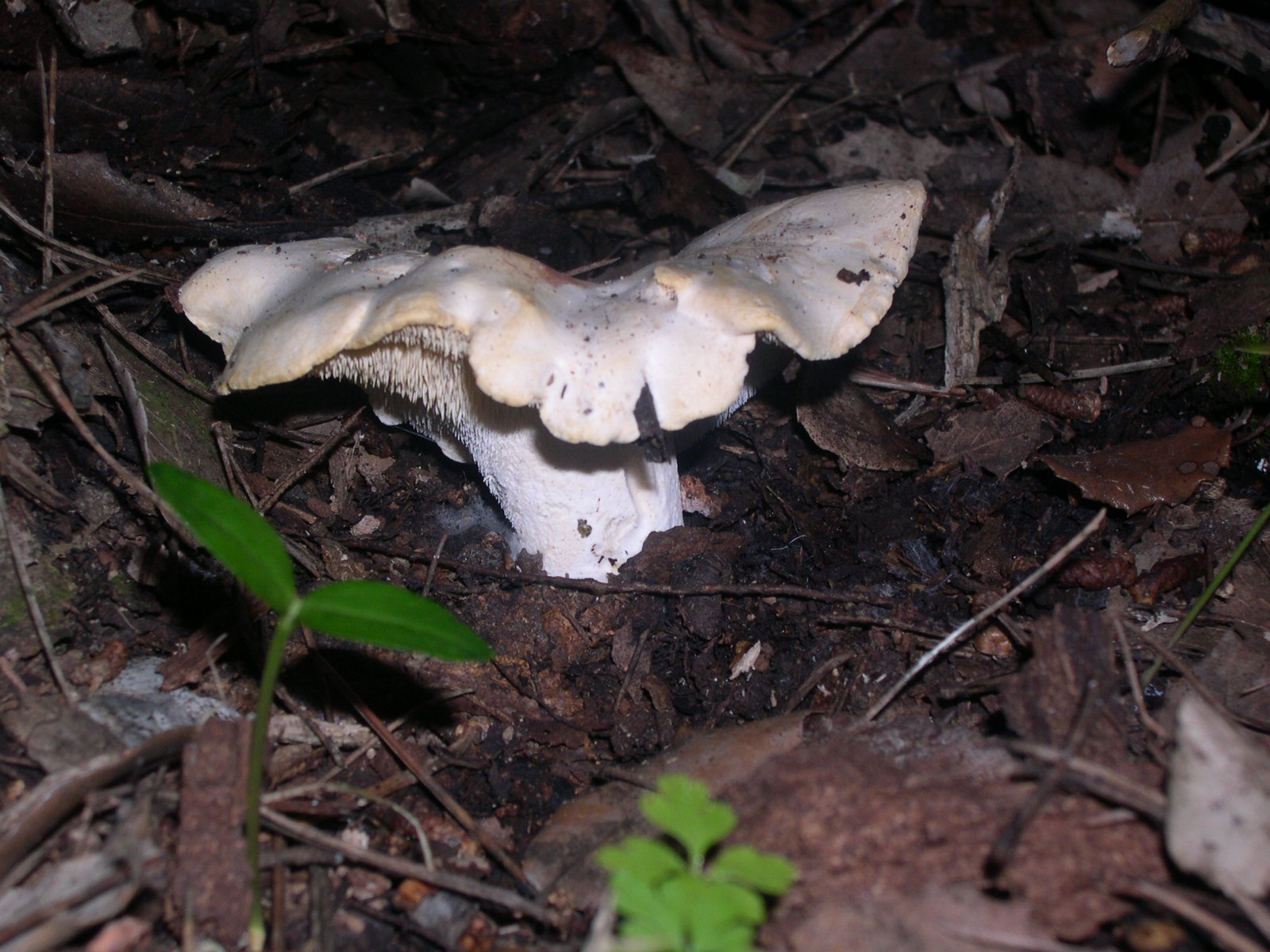 Hedgehog Mushroom (Hydnum repandum)