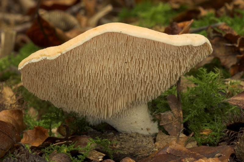 Pair of Hedgehog Mushrooms showing typical pale tan caps in woodland setting