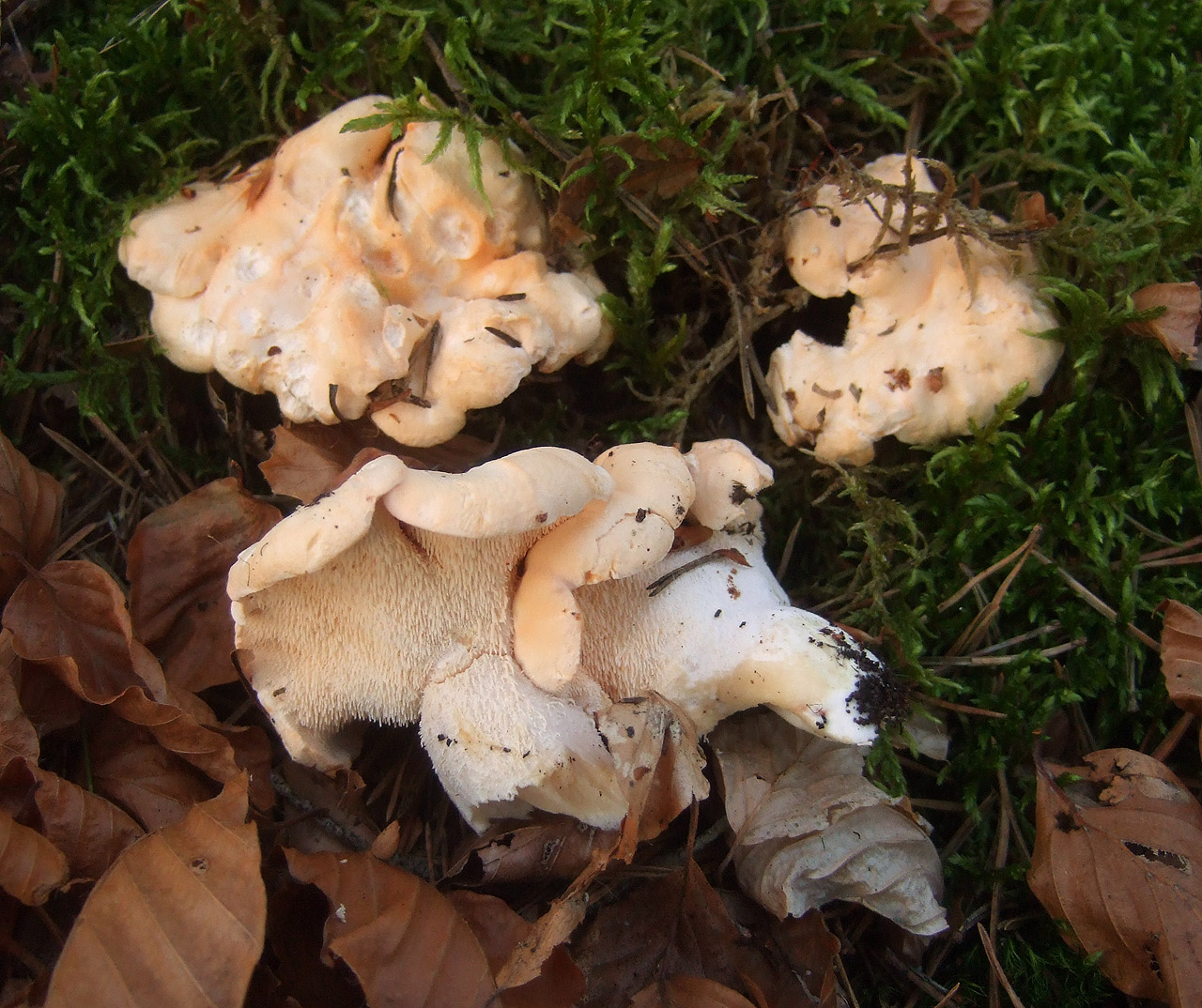 Hedgehog Mushroom specimen from Anglars, France showing irregular wavy cap