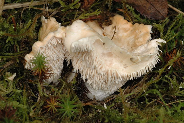 Hedgehog Mushroom in natural forest habitat among moss and leaf litter
