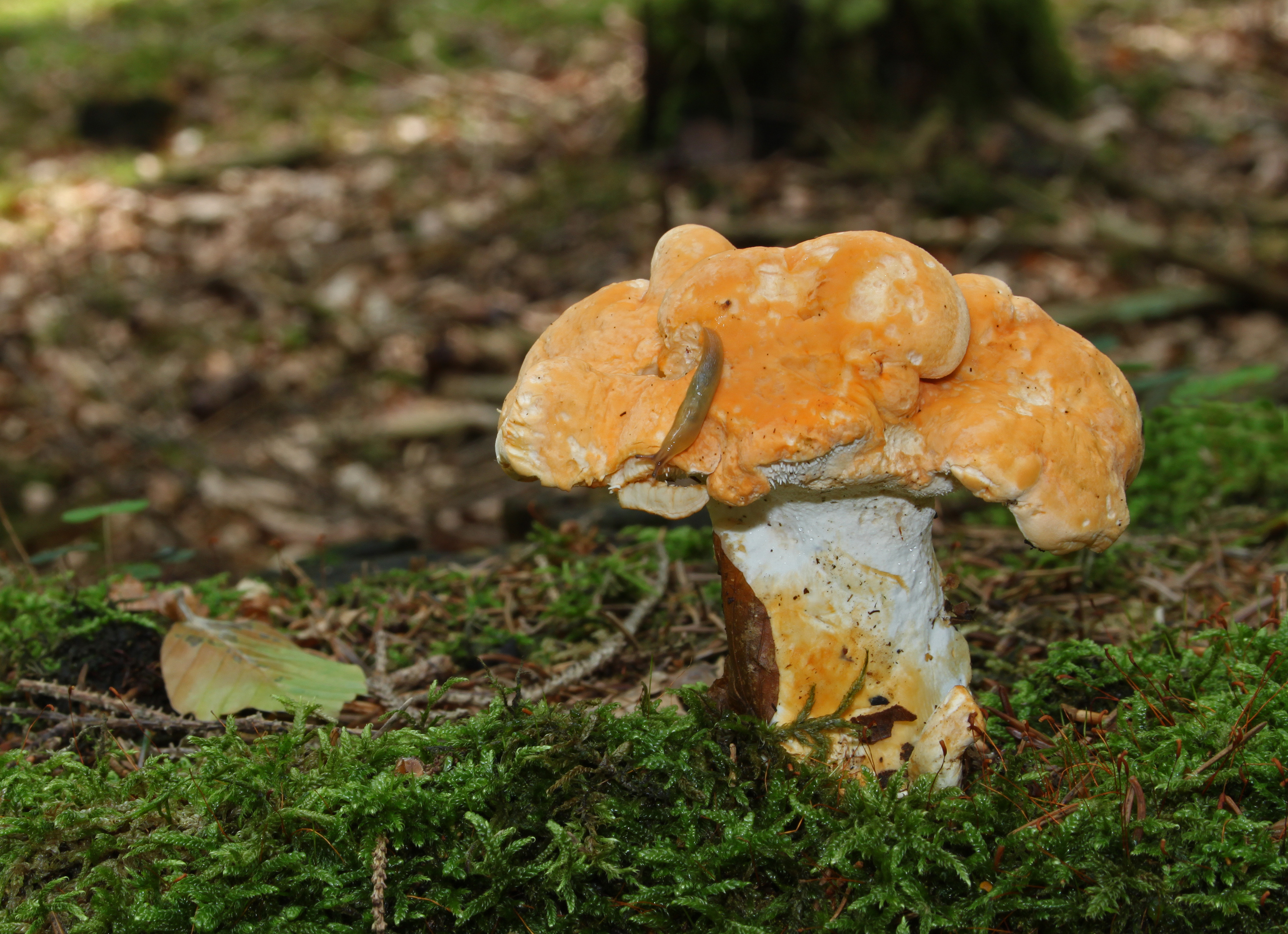 Hedgehog Mushroom cap detail