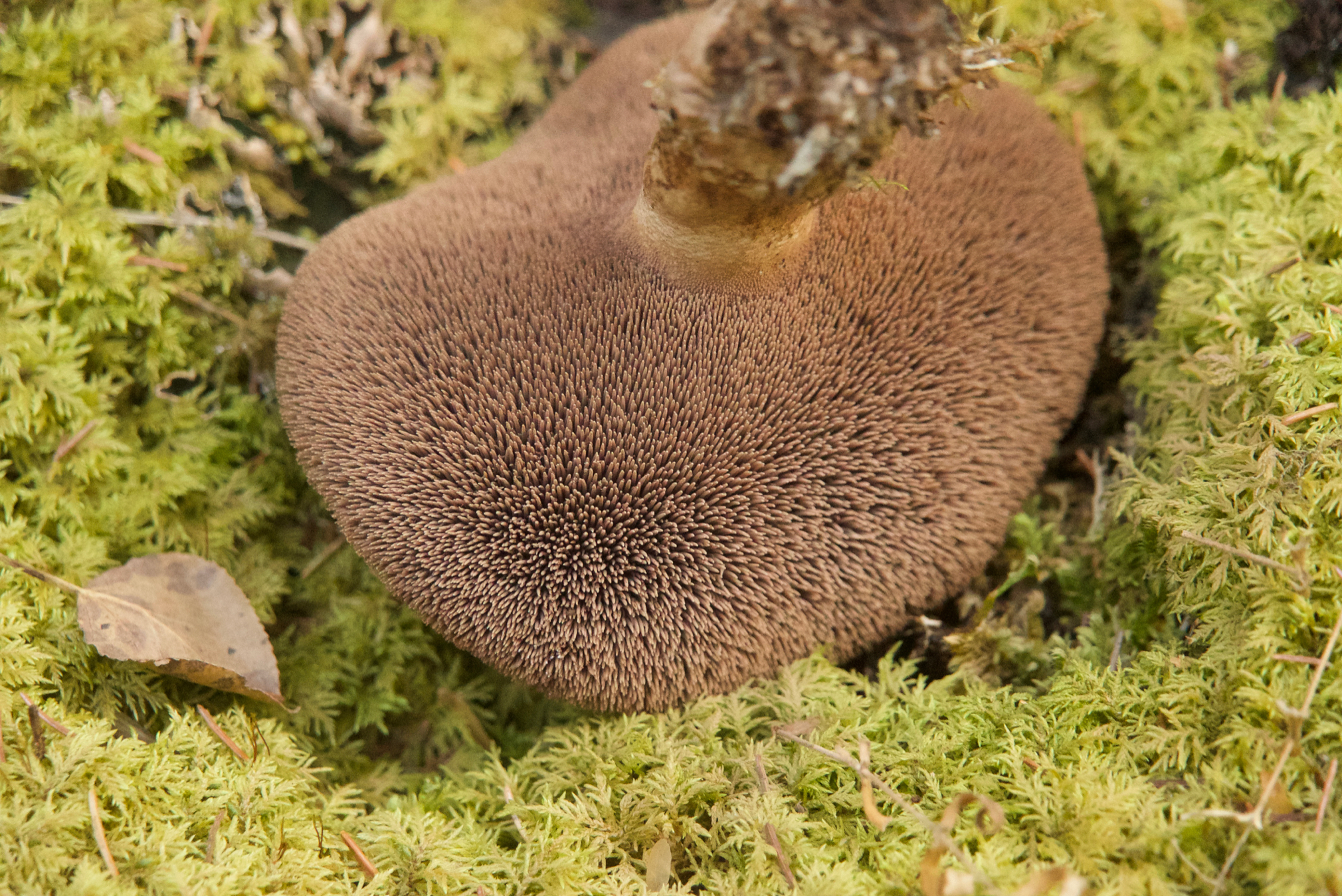 Shingled Hedgehog (Sarcodon imbricatus)
