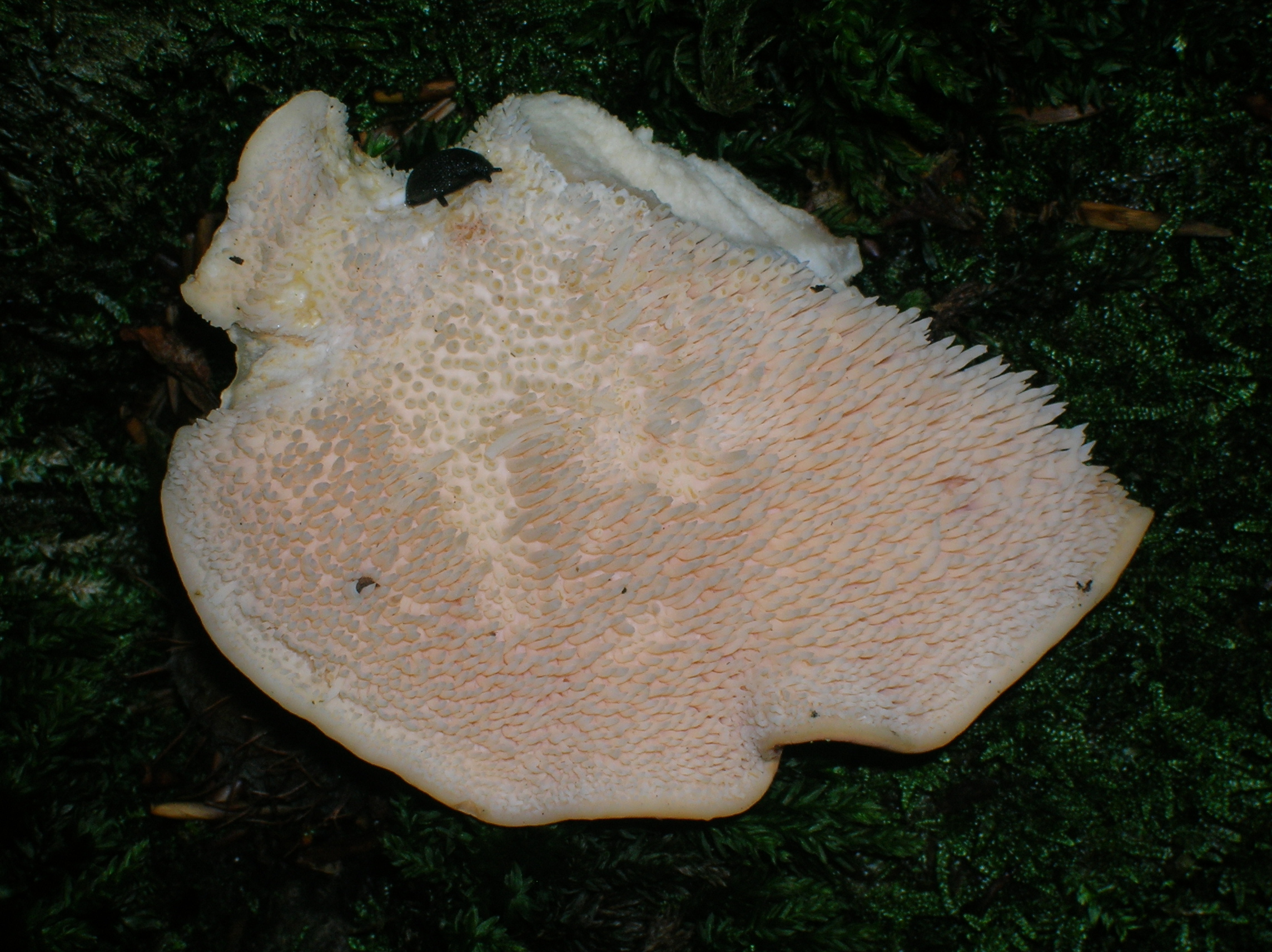 Hedgehog Mushroom gills detail