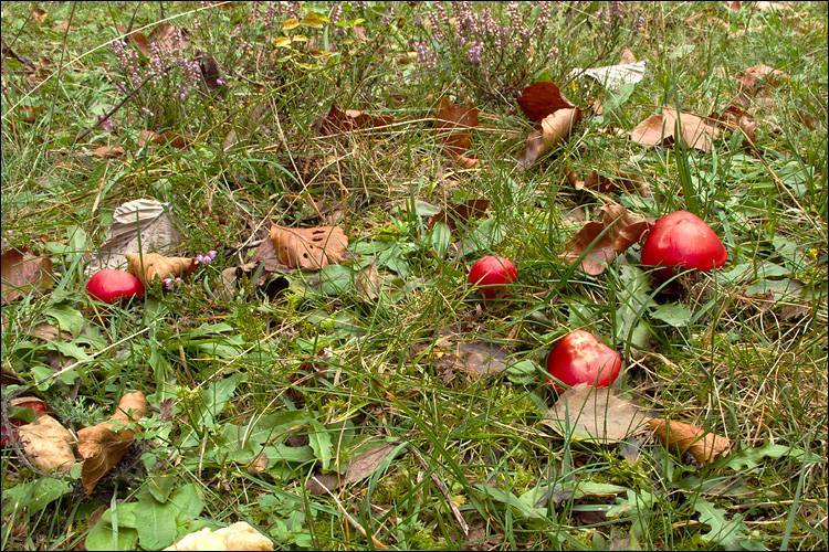 Scarlet Waxcap growing in natural habitat