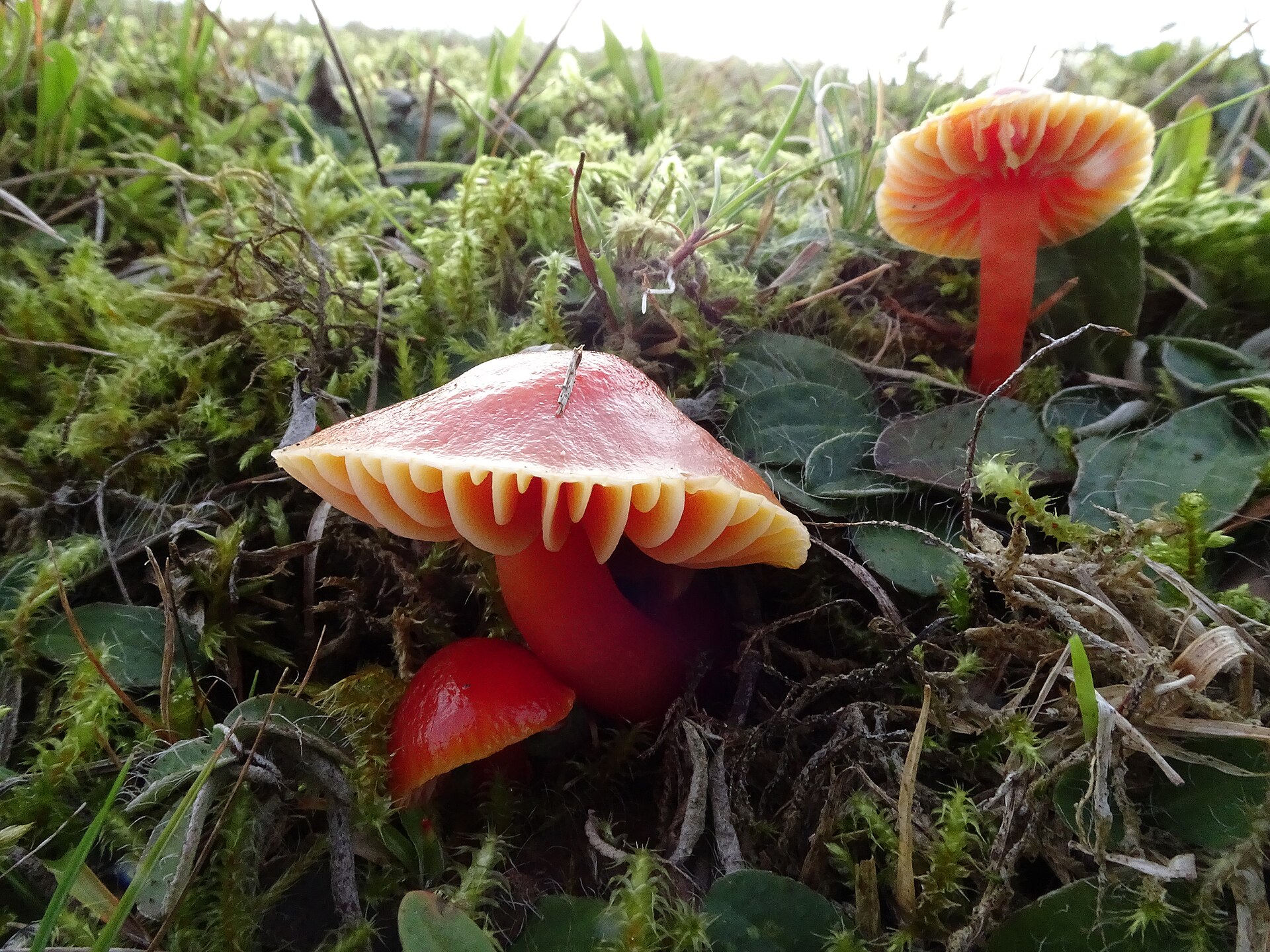 Scarlet Waxcap (Hygrocybe coccinea) wild specimen
