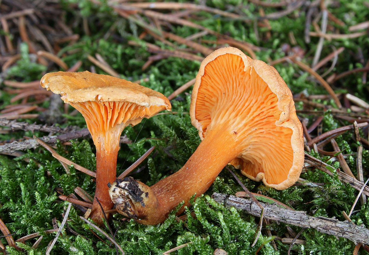 False Chanterelle showing thin crowded true gills, the key distinguishing feature from real chanterelles