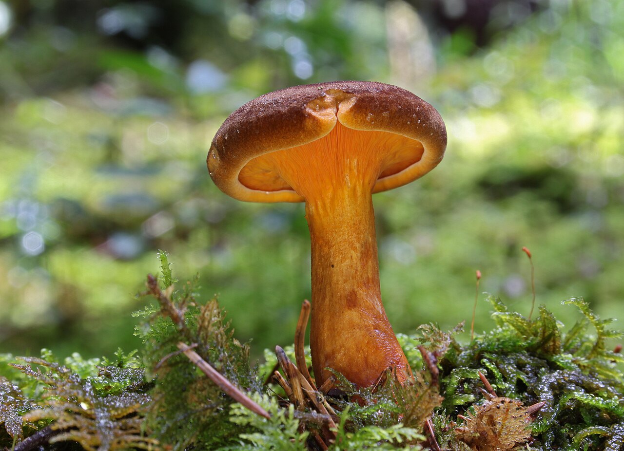 Hygrophoropsis aurantiaca var. rufa showing orange-brown coloration in forest setting
