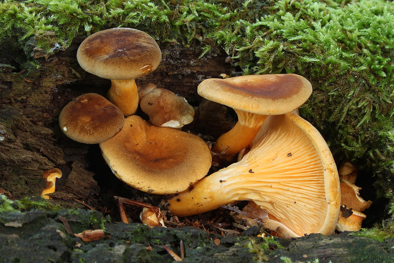 Hygrophoropsis rufa variety showing darker rufous-brown cap and orange gills