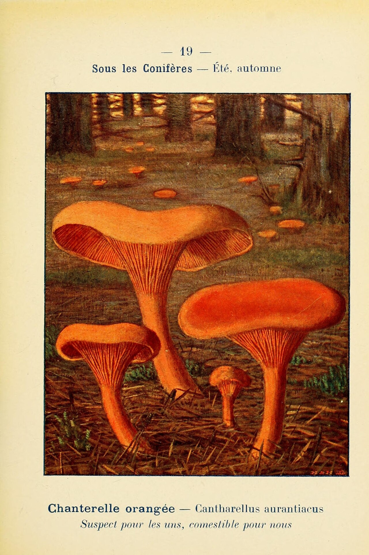 Hygrophoropsis aurantiaca growing on forest floor among conifer needles