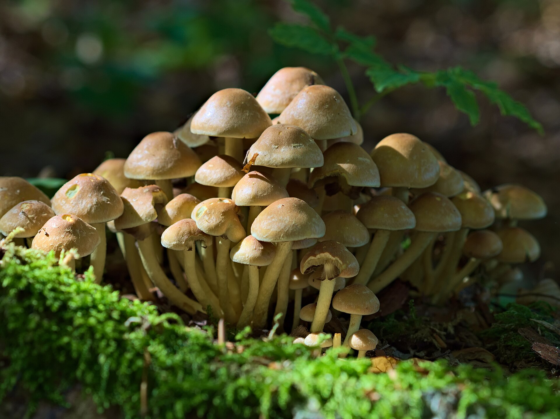 Sulphur Tuft (Hypholoma fasciculare)
