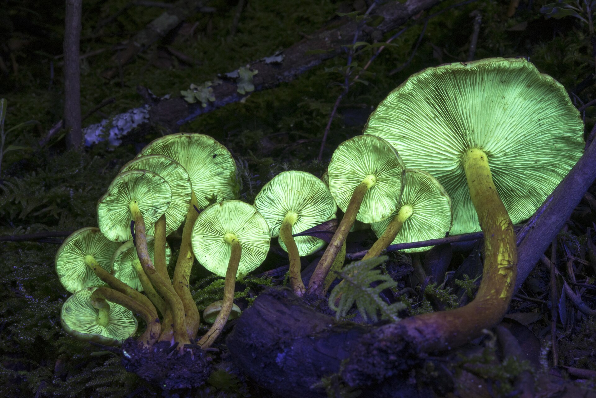 Sulphur Tuft (Hypholoma fasciculare) wild specimen
