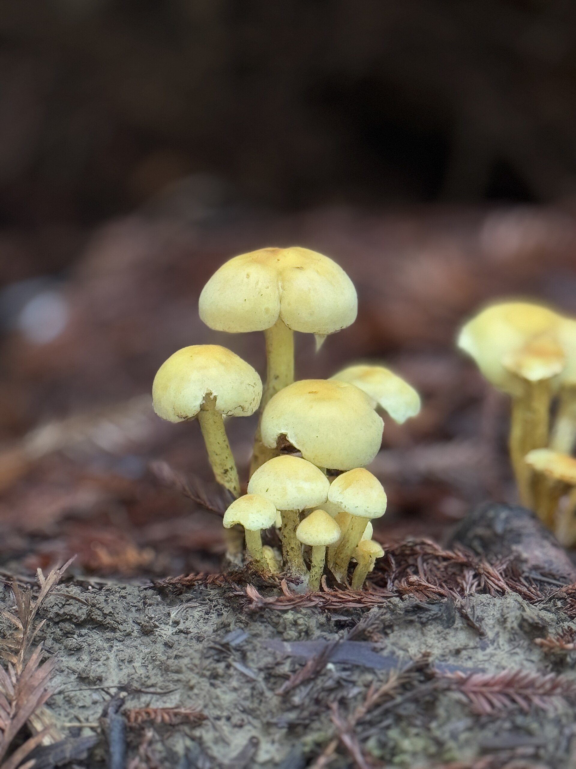 Sulphur Tuft (Hypholoma fasciculare) wild specimen
