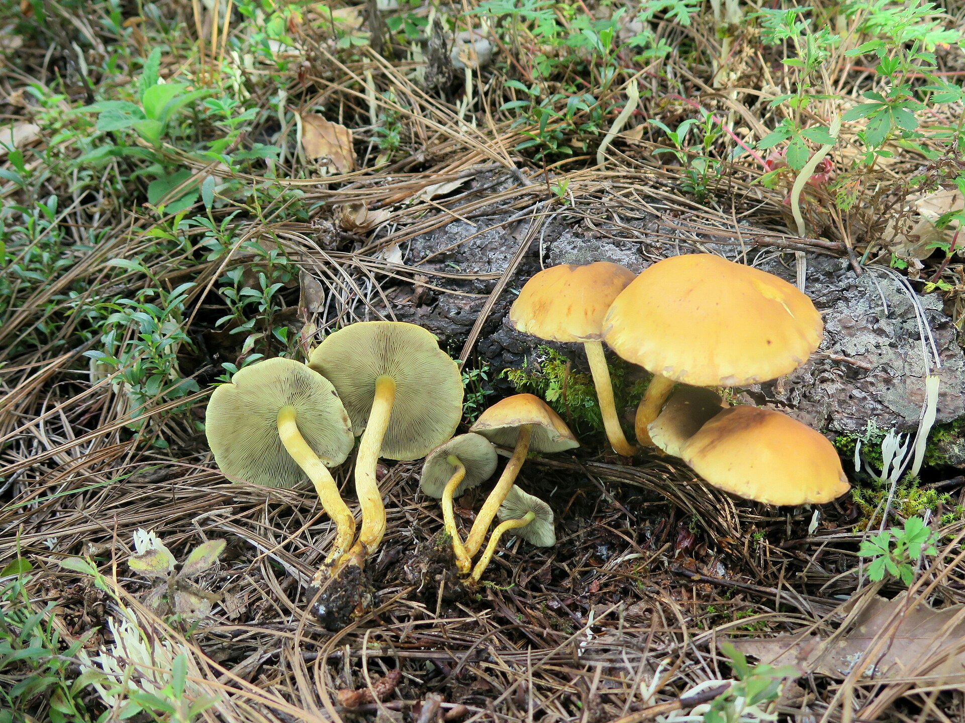 Sulphur Tuft (Hypholoma fasciculare) wild specimen
